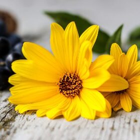 daisy flower