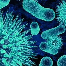 bacteria-1-450×285