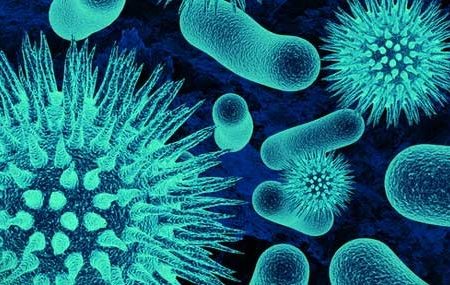 bacteria-1-450×285