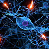 brain free radicals