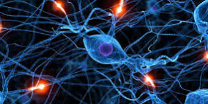 brain free radicals