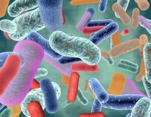 Chocolate, microbiome and brain health