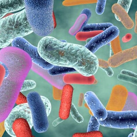 Neurotransmitters and the Microbiome microbiome and brain health Chocolate, microbiome and brain health