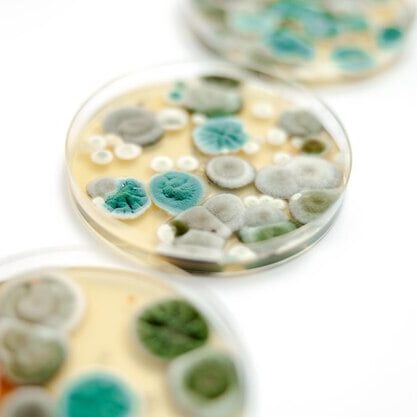 Mold Illness Chronic Fatigue Image