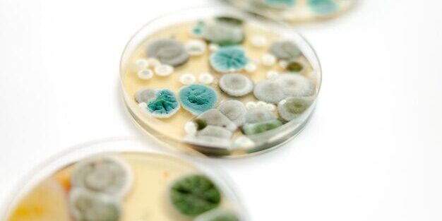 Mold Illness Chronic Fatigue Image